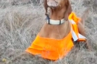 Curtain Chaos Unleashed: Hilarious Battle of the Pooches for Window-Watching Glory!