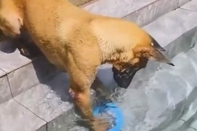 Hilarious Dog Discovery: The Underwater Surprise You Won't Believe!