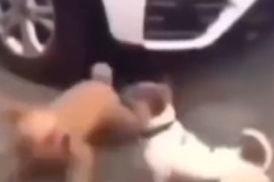 Paws and Claws Unleashed! Hilarious Brawl Ensues as Two Dogs Battle for Supremacy!