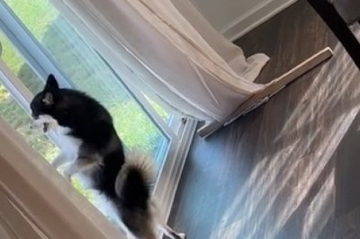 Paws-itively Insane! Watch This Adorable Dog Tear Up the Dance Floor in a Room!