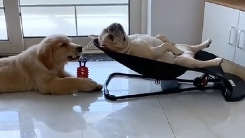 Snooze or Lose? Watch as Hilarious Dog Duo Unveils the Ultimate Battle of Naptime Shenanigans!