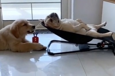 Snooze or Lose? Watch as Hilarious Dog Duo Unveils the Ultimate Battle of Naptime Shenanigans!