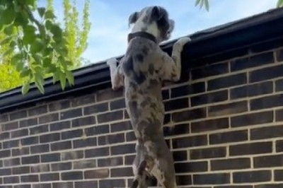 The Great Escape: Hilarious Dog's Mission Over the Garden Wall Caught on Camera!