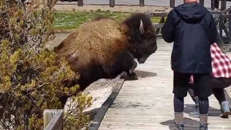 Unaware Tourists Learn a Valuable Lesson After Disturbing a Huge Bison in Yellowstone National Park