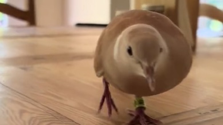 Unbelievable Antics of Hilarious Doves - Prepare to Be Astonished!