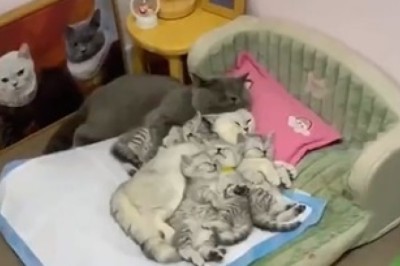 Witness the Cutest Nap Ever! Sleeping Cat Overwhelmed by Adorable Kittens!