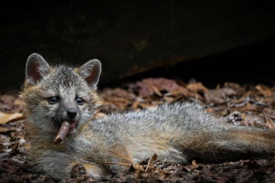 45 Animals That Will Leave You Speechless!