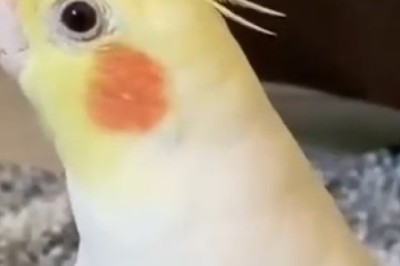Feathered Virtuoso: You Won't Believe the Melodious Talent of this Singing Parrot!