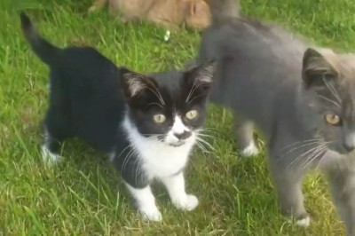 Meow-gical Waves: Hilarious Compilation of Cats in Calm Mode!