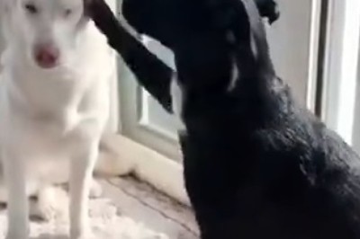 Unscripted Puppy Love: Watch this Adorable Dog Hug Fest That Will Melt Your Heart!