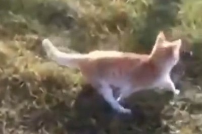 Hilarious Cat Confuses Backyard with a Salad Bar - Witness the Funniest Grass-Munching Mishap!