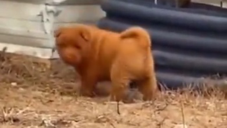 Hilarious Hijinks Unleashed by Adorable Small Dog - Can You Handle the Cuteness Overload?