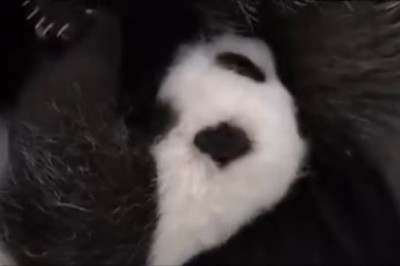 Hilarious Panda Can't Get Enough of That Milkshake - Watch This Adorable Munching Madness!