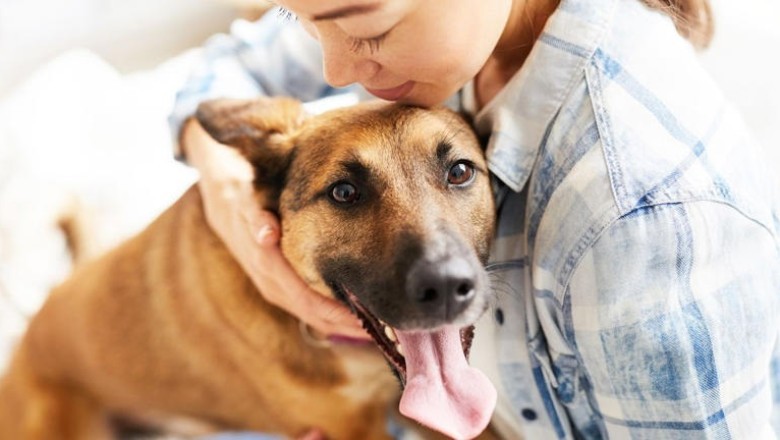 Pet Owners Provide Greater Care for Dogs than Cats, Study Finds