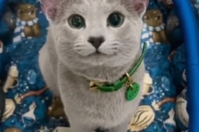 Purrfectly Funny: A Beautiful Cat's Hilarious Adventures Will Leave You in Stitches!