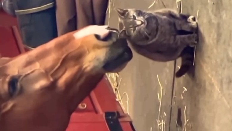 Unlikely Love Story Unfolds as Horse Shows Unprecedented Affection for Adorable Cat - Prepare to Be Amazed!