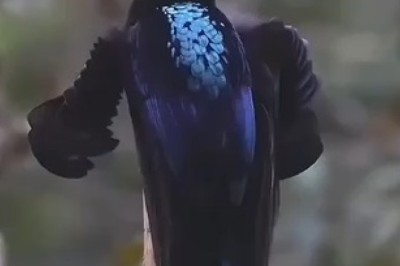 Feathered Maestro: Mesmerizing Bird Serenades with the Most Enchanting Melodies!