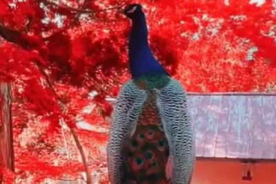 Feathers, Folly, and Fabulousness: Hilarious Hijinks of a Beautiful Peacock!