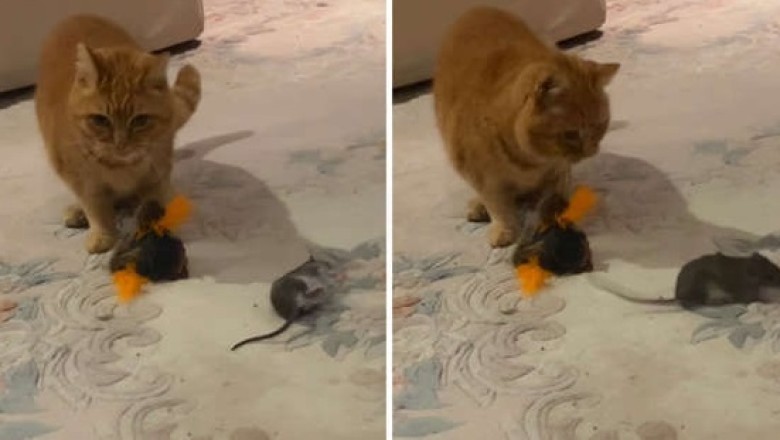 Feline Chaos: Cat Brings Lifeless Rat Home, Chaos Ensues