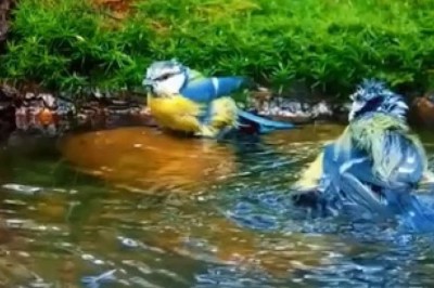 Hilarious Hijinks of Feathered Friends: Lakeside Shenanigans with Beautiful Birds!