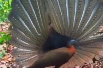Hilarious Peacock Struts Its Feathers and Steals the Show!