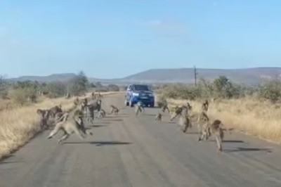 Monkeys vs. Tiger: Epic Showdown or Hilarious Chaos? You Won't Believe Who Comes Out on Top!