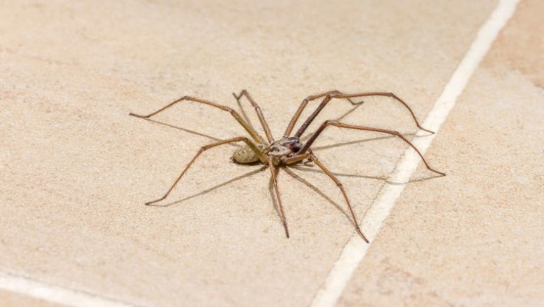Natural Spider Repellent: 5 Plants to Keep Spiders Away in Your Apartment