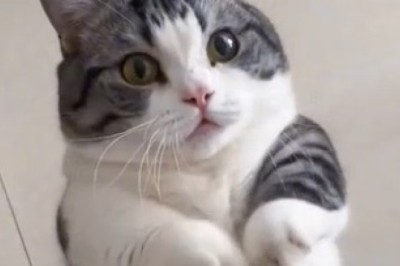 Purrfect Moves: Hilariously Talented Cat Wows Audience with Epic Dance Skills!