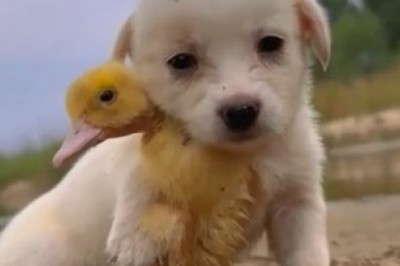 Unbreakable Bond: Dog and Chick Show Unbeatable Loyalty in Hilarious Viral Video!
