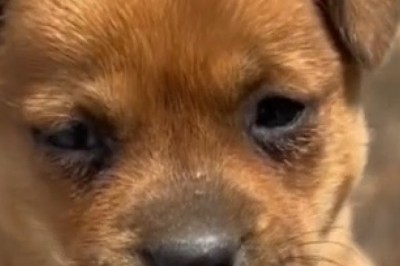 Unlikely BFFs: Dog and Chick's Hilariously Adorable Friendship Takes the Internet by Storm!