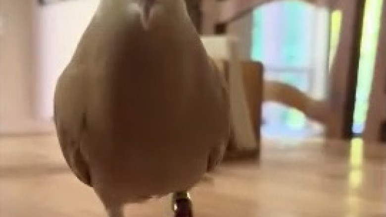 Feathered Fiasco: This Hilarious Dove Will Leave You in Stitches!
