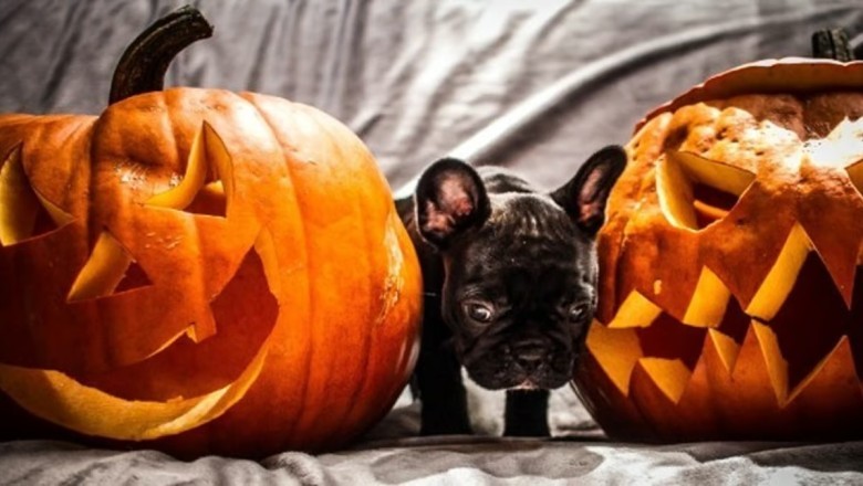 Halloween: 5 Tips for a Stress-Free Celebration with Your Dog