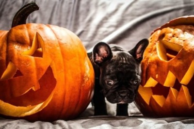 Halloween: 5 Tips for a Stress-Free Celebration with Your Dog