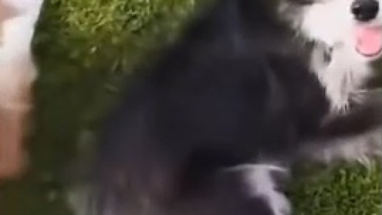 Hilarious Dog Turns Sheep into Canine Racecourse: A Furry Farmyard Adventure!