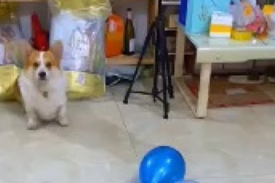 Laugh Out Loud: Watch How This Dog Delivers the Ultimate Balloon Pop Surprise!