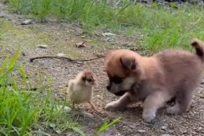 Adorable Chaos Unleashed: Watch as a Small Dog Embarks on an Epic Adventure with a Flock of Unruly Chicks!