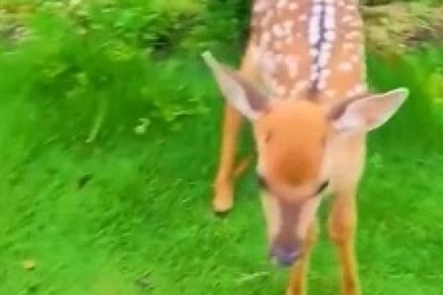 Adorable Deer Has a Hilarious Encounter in the Wilderness!