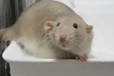 Adorable Mischief Unveiled: Watch a Clever Mouse Turn Bathtime Into Hilarity!