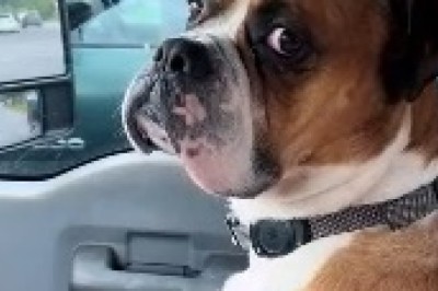 Doggy Drive-Date: Two Adorable Pooches Take Their Romance on the Road!