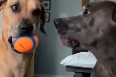 Hilarious Ball Biting Challenge: When Two Dogs Take Competition to a Whole New Level!