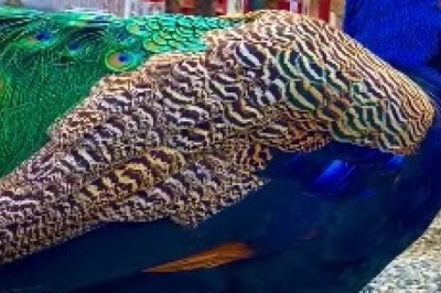 Hilarious Blue Peacock Struts Its Feathers in a Comedy Showdown!