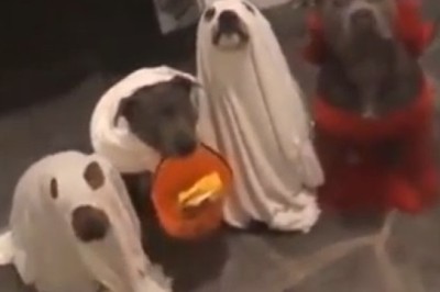 World Domination at its Cutest: Pawsome Dogs Rocking Military Uniforms - Too Adorable to Resist!