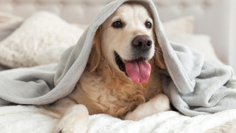 7 Reasons Why Your Dog Should Sleep in Your Bed