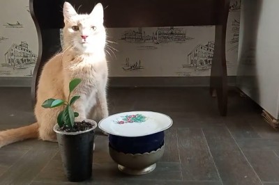 CAT-astrophic Hilarity Unleashed: Witness the Unbelievable Munching Mayhem as a Cat Devours Watermelon with Utter Delight!