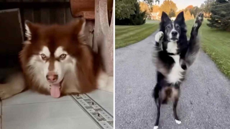 Hilarious Video: Dogs Bust a Move, Creating a Canine Dance Party