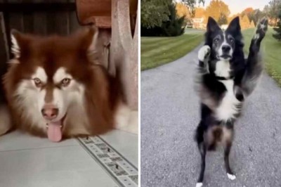 Hilarious Video: Dogs Bust a Move, Creating a Canine Dance Party
