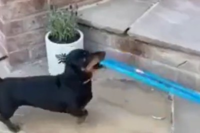 Hilariously Unleashed! Watch This Small Dog Take Playtime to a Whole New Level!