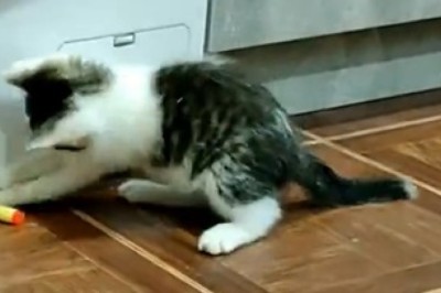 Pawsitively Hilarious! Watch This Cat's Epic Playtime Adventure Unfold!
