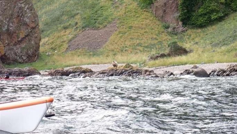 Plight of a Stranded Sheep: Years of Solitude on a Scottish Cliff