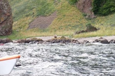 Plight of a Stranded Sheep: Years of Solitude on a Scottish Cliff